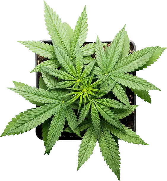 Premium Hemp Leaf